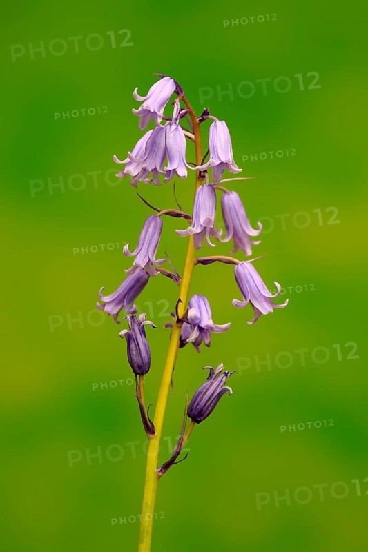 Spanish bluebell (Hyacinthoides hispanica)