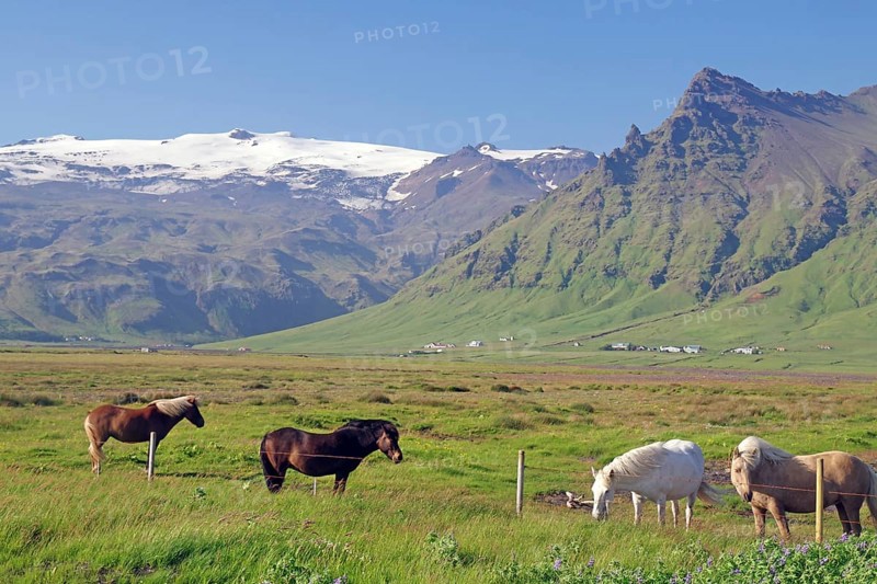 Icelandic horses in the pasture