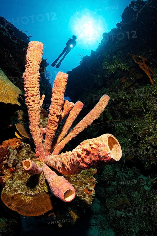 Stove pipe Sponge (Aplysina archeri) on coral reef wall