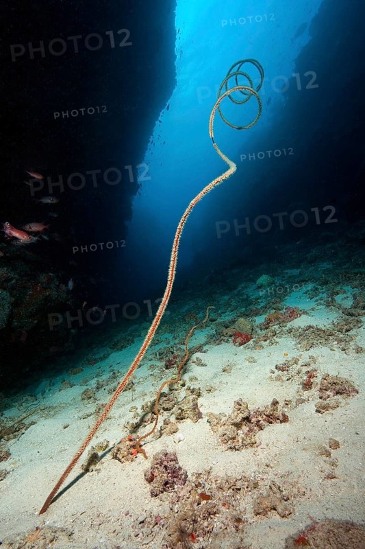 Spiral wire coral (Cirrhipathes spiralis)