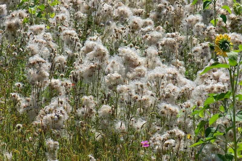 Field with faded Creeping thistle (Cirsium arvense)