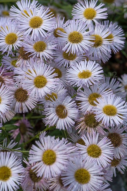 Autumn aster (Symphyotrichum)