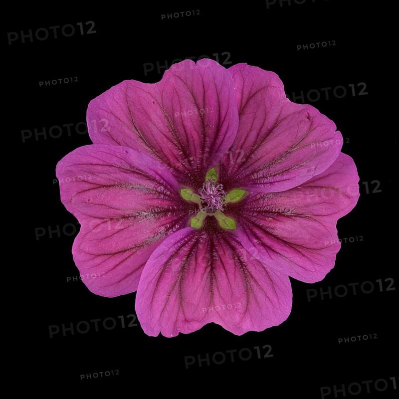 Moroccan wild mallow (Malva sylvestris subsp. subacaulis)