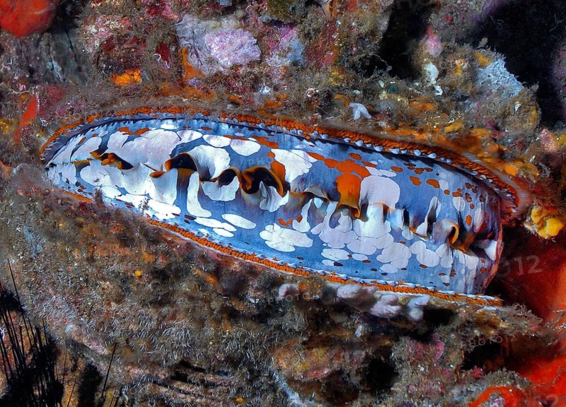Variable spiny oyster (Spondylus varius)