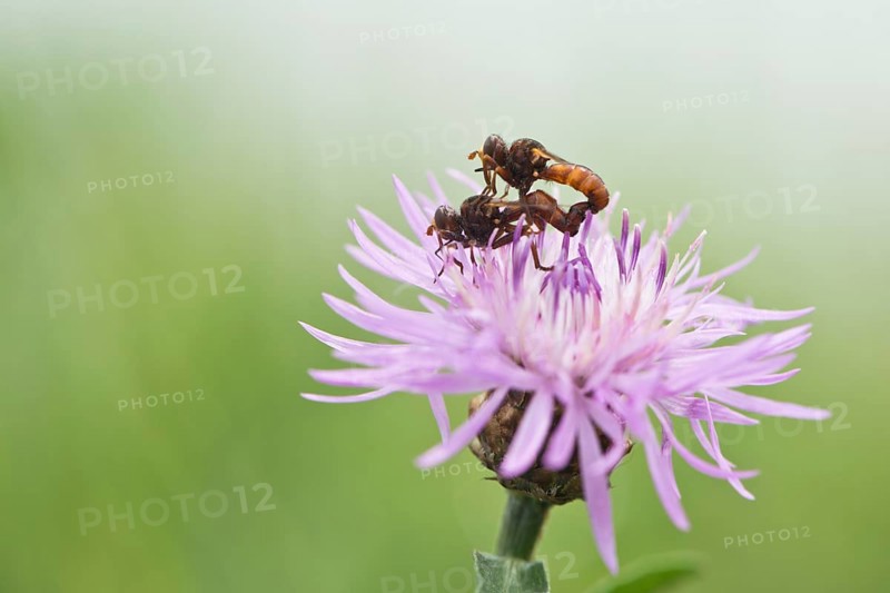 Sicus ferrugineus (Sicus ferrugineus)