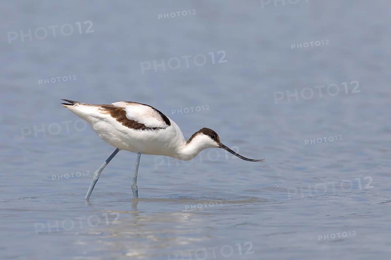 Black capped avocet (Recurvirostra avosetta)