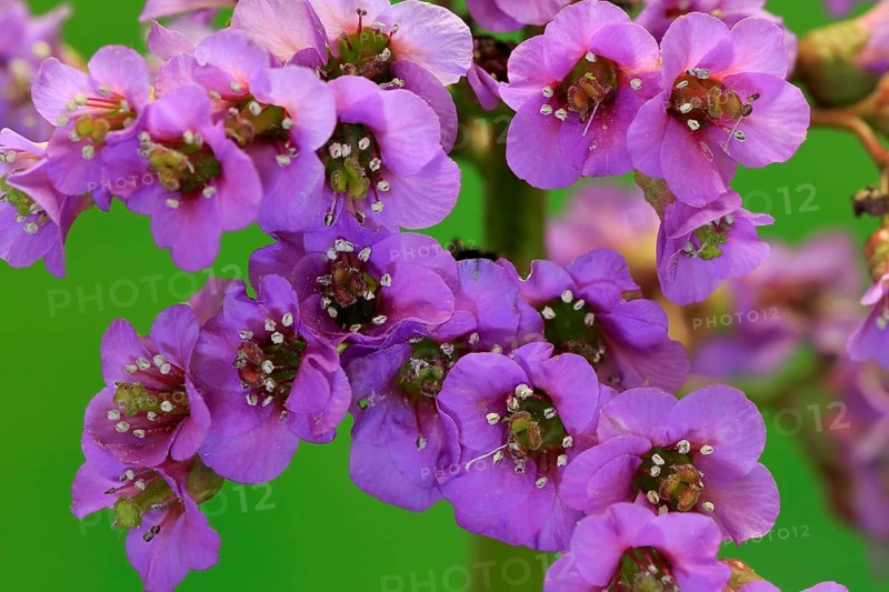 Bergenia
