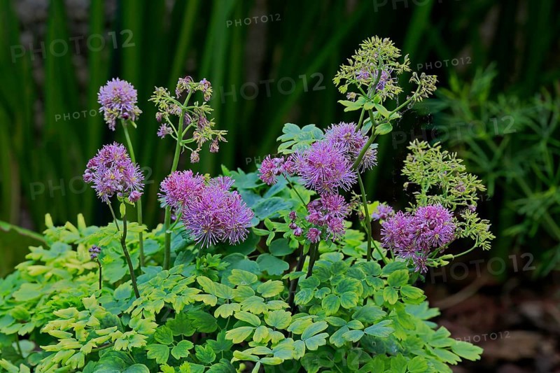 Columbine greater meadow rue (Thalictrum aquilegiifolium)