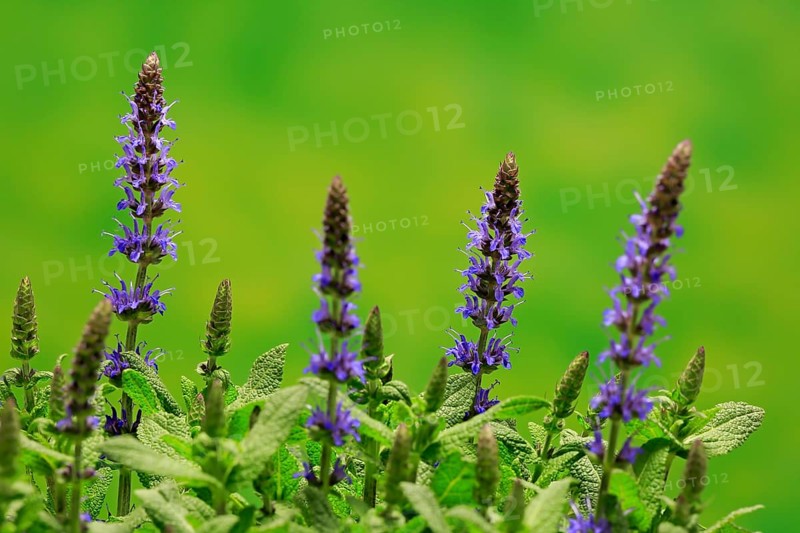 Woodland sage (Salvia nemorosa)