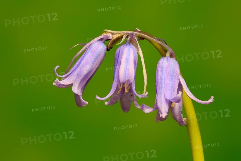 Spanish bluebell (Hyacinthoides hispanica)