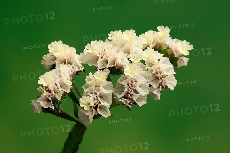 Sea Lavender (Limonium)