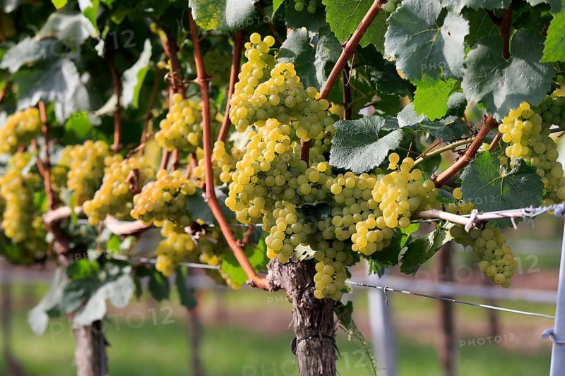 Grape vine (Vitis vinifera)