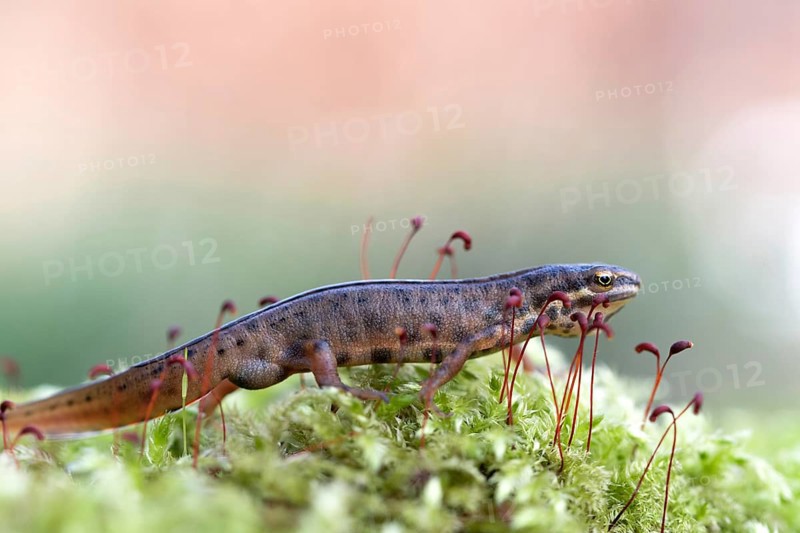 Common newt (Lissotriton vulgaris) in the moss