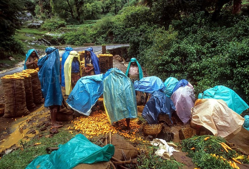 Carrot cleaning on a Rainy day (Monsoon) at Ooty