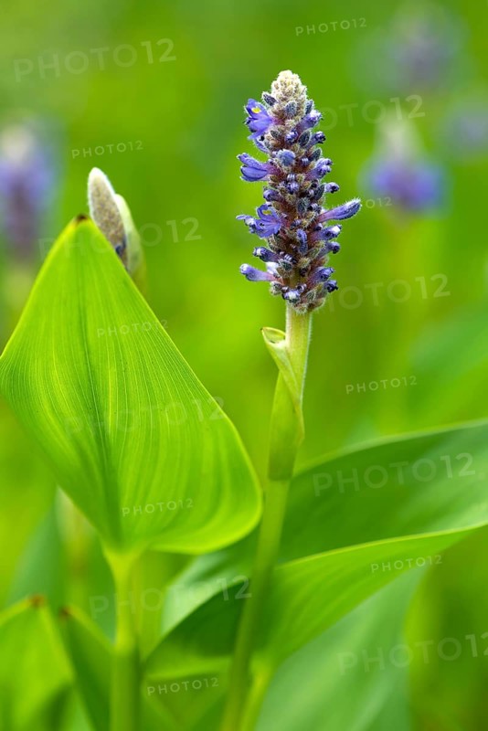 Pickerelweed (Pontederia cordata)