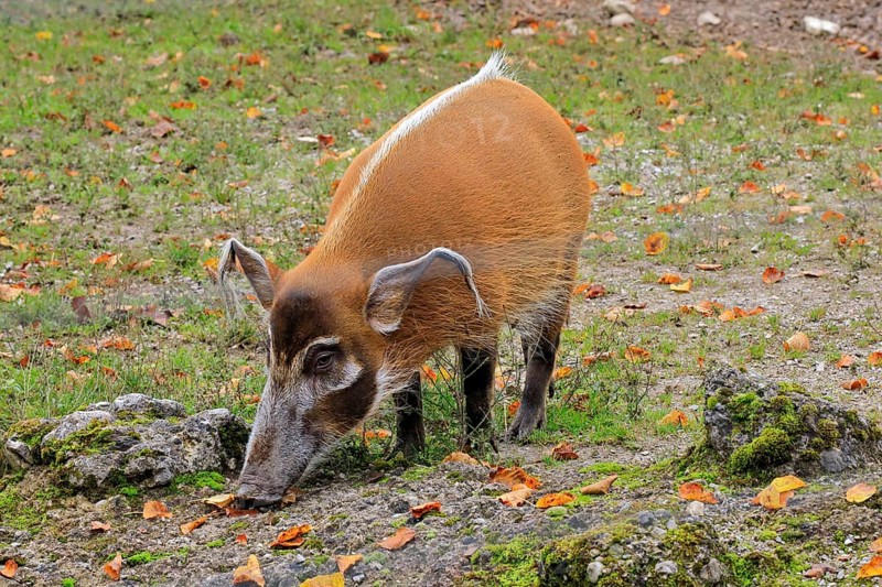Brush-eared pig (Potamochoerus porcus pictu)
