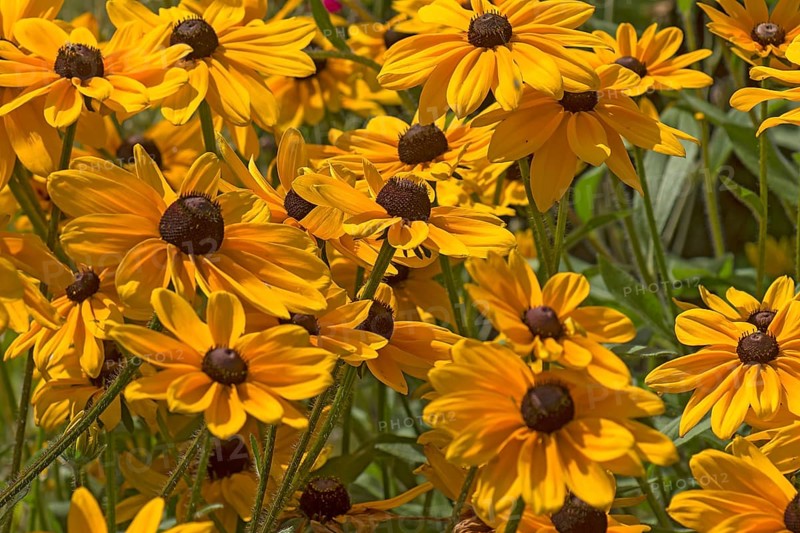Yellow coneflower (Rudbeckia fulgida var. sullivantii)