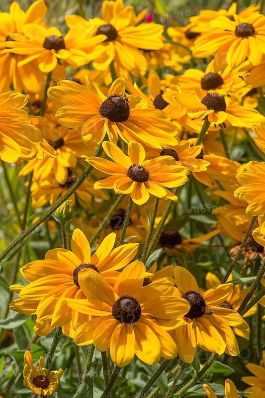 Yellow coneflower (Rudbeckia fulgida var. sullivantii)