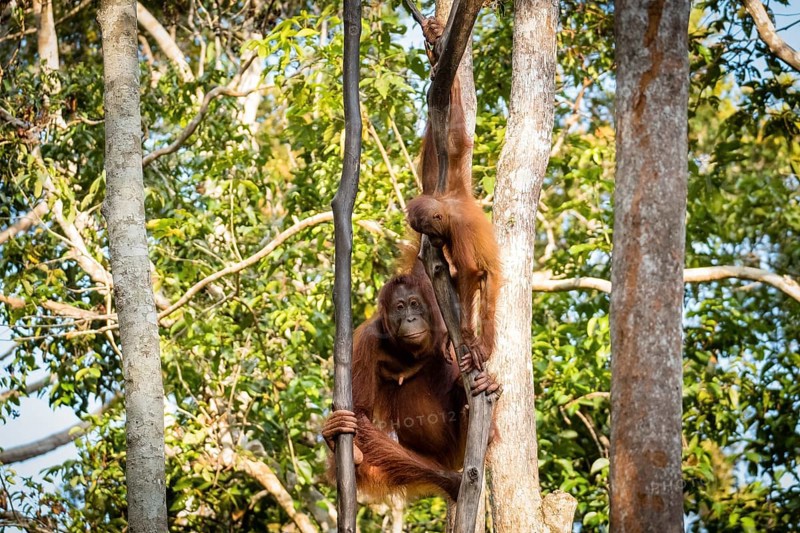 Bornean orangutan (Pongo pygmaeus) climbing tree