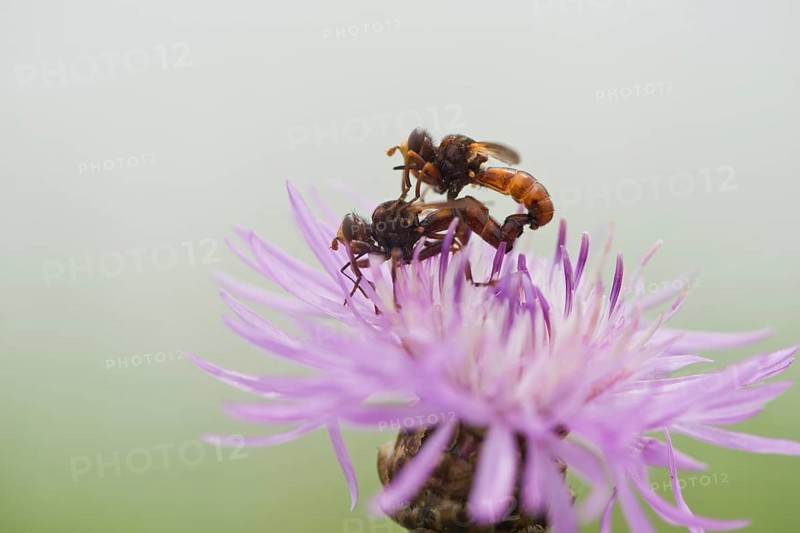 Sicus ferrugineus (Sicus ferrugineus)