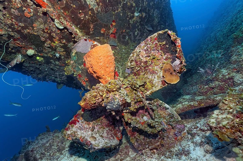 Reticulated barrel sponge (Verongula gigantea) growing on propeller
