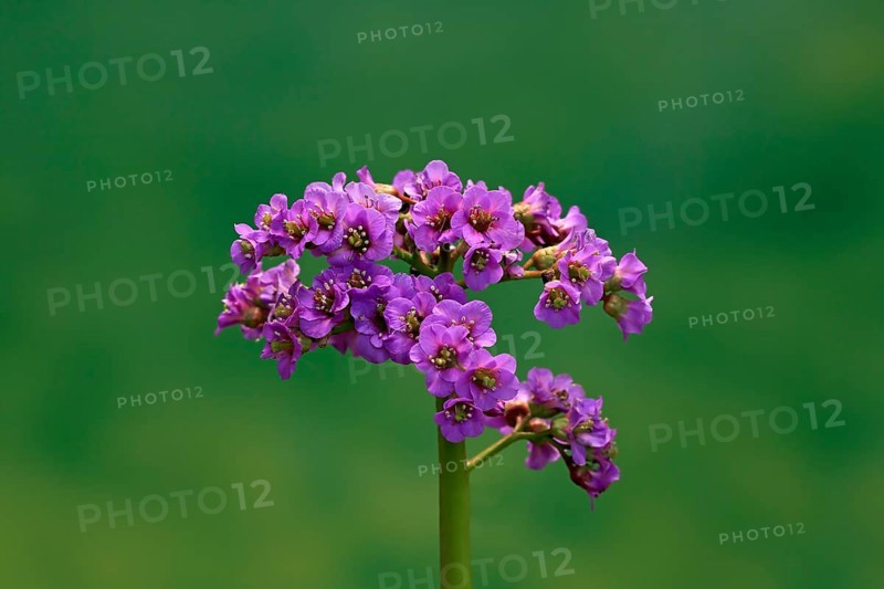 Bergenia