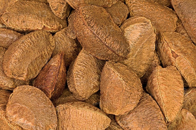 Brazil nut (Bertholletia excelsa)