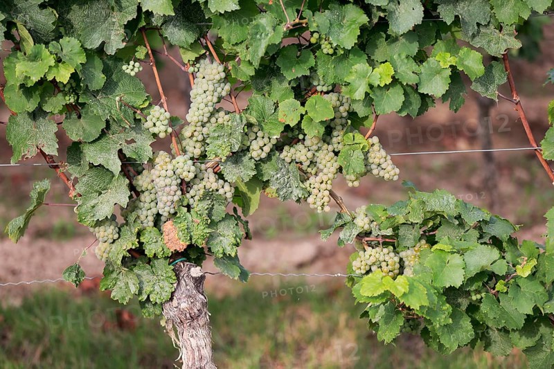 Grape vine (Vitis vinifera)