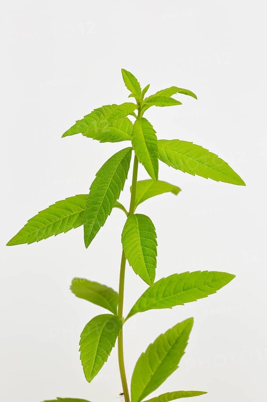 Lemon verbena (Aloysia triphylla)