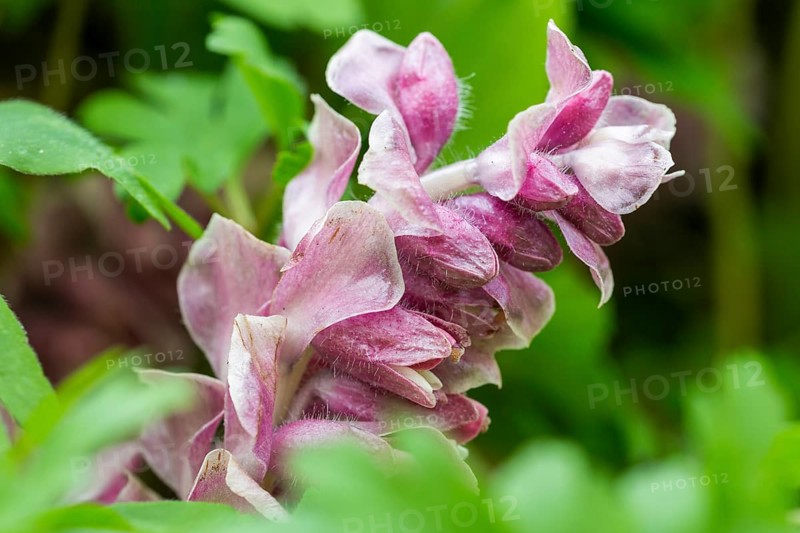 Common toothwort (Lathraea squamaria)