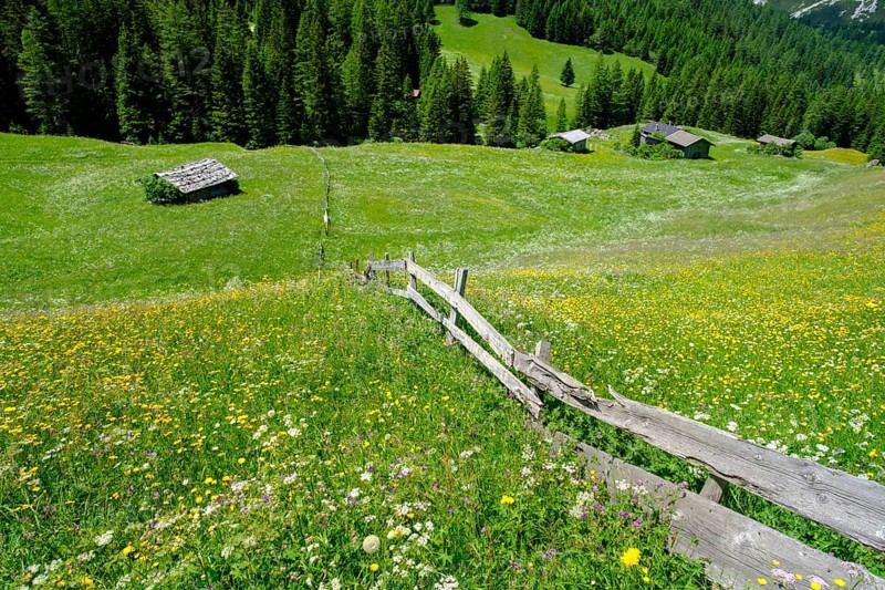 Alpine meadows of the Oberreinsalm