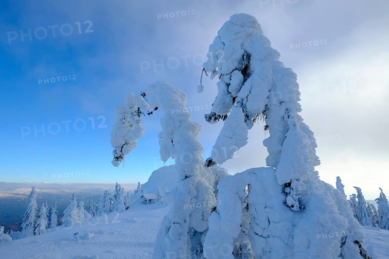 Snow-covered spruces