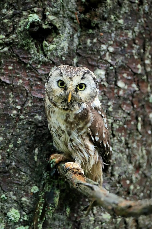 Tengmalm's owl (Aegolius funereus)