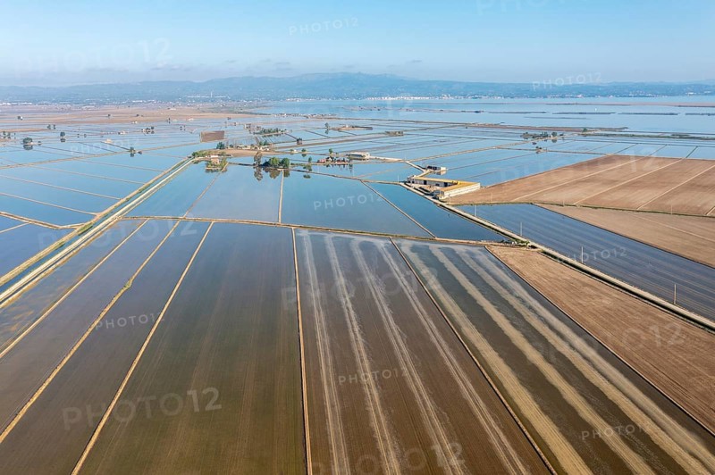 Flooded rice fields in May