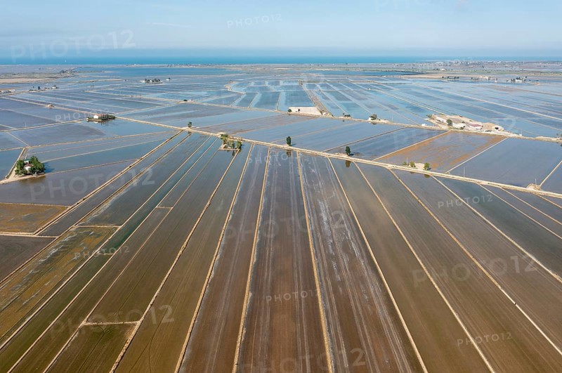 Flooded rice fields in May
