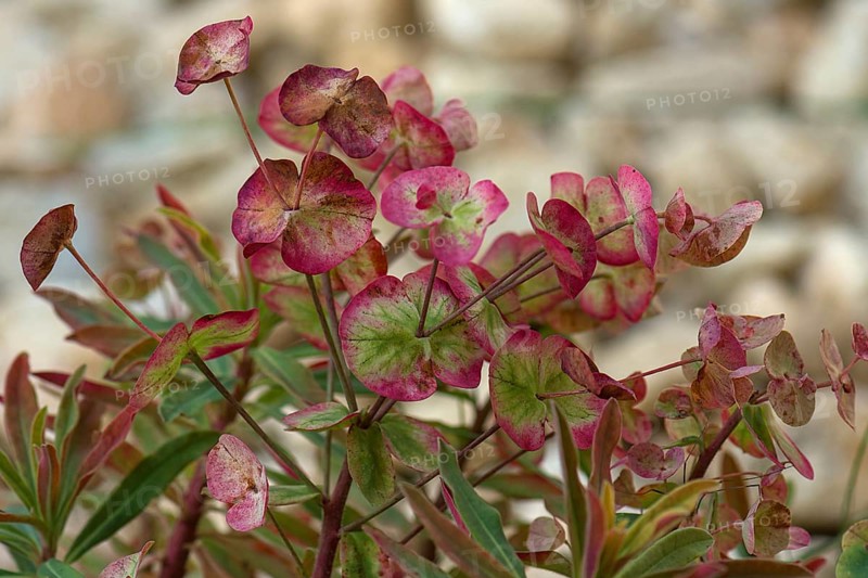 Leaves of the almond-leaved Wood Spurge (Euphorbia amygdaloides)