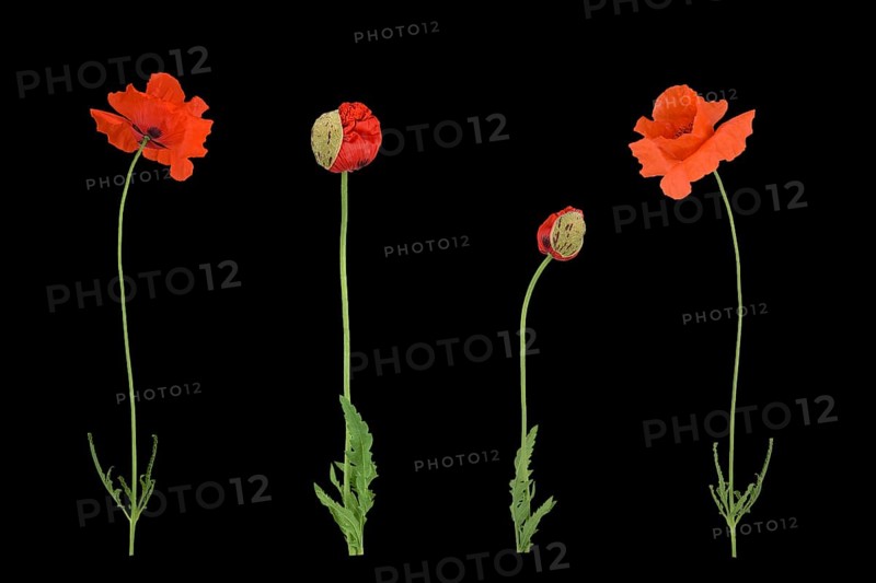 Poppy flowers (Papaver rhoeas)