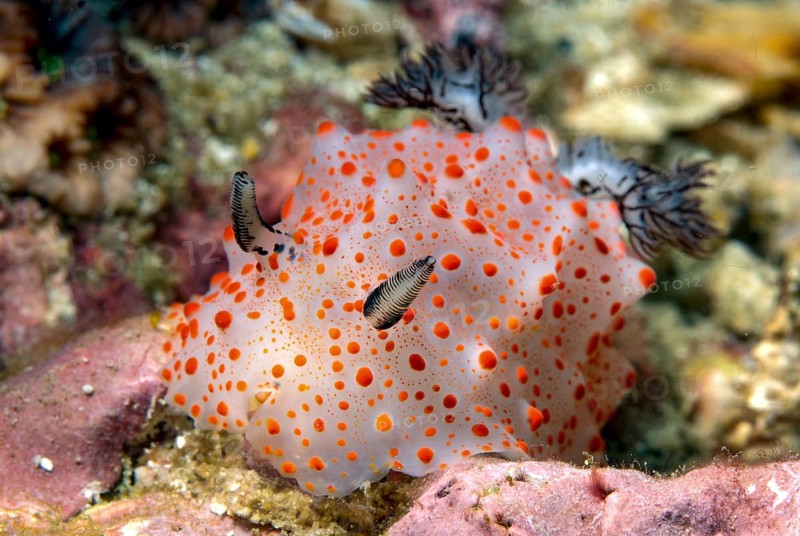 Batangas Halgerda (Halgerda batangas)
