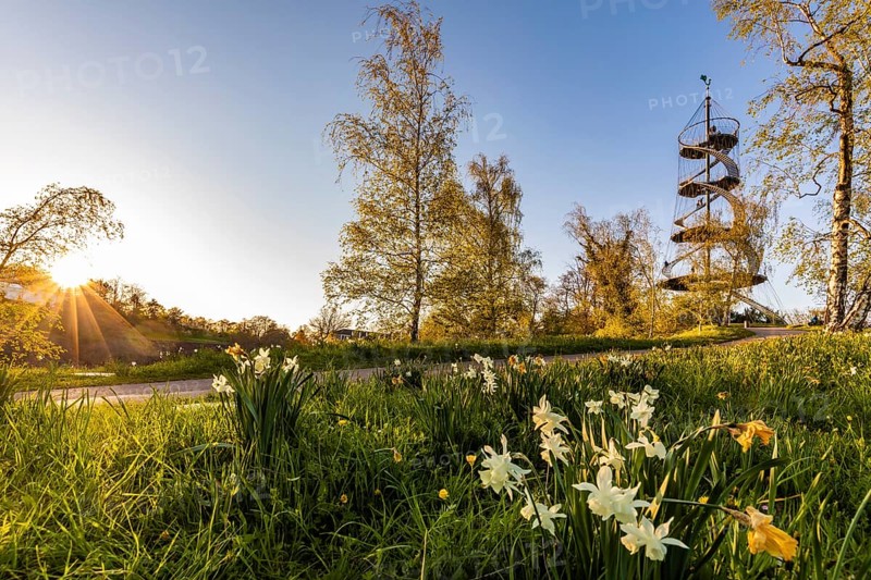 Killesberg Tower in Killesberg Heights Park