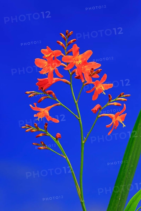 Montbretia (Crocosmia x crocosmiiflora)