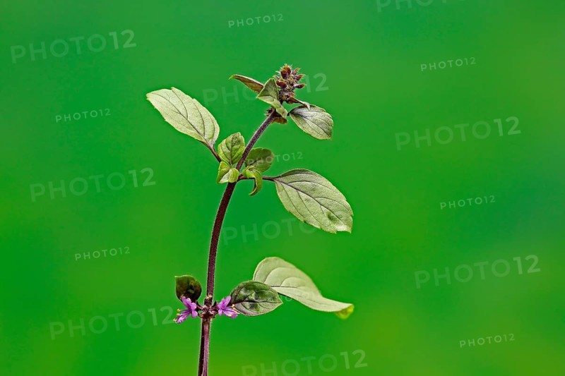 Shrub Basil (Ocimum basilicum) Magic Blue (Magic Blue)