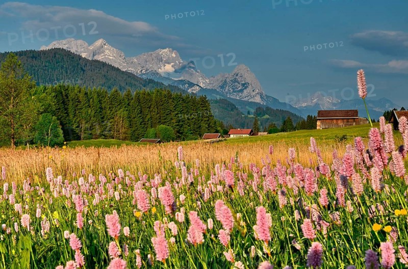 Mountain meadow
