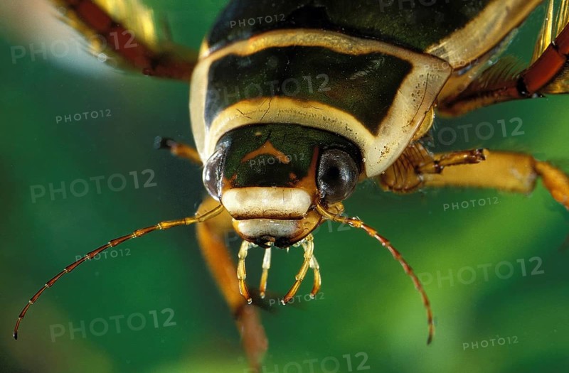 Great diving beetle