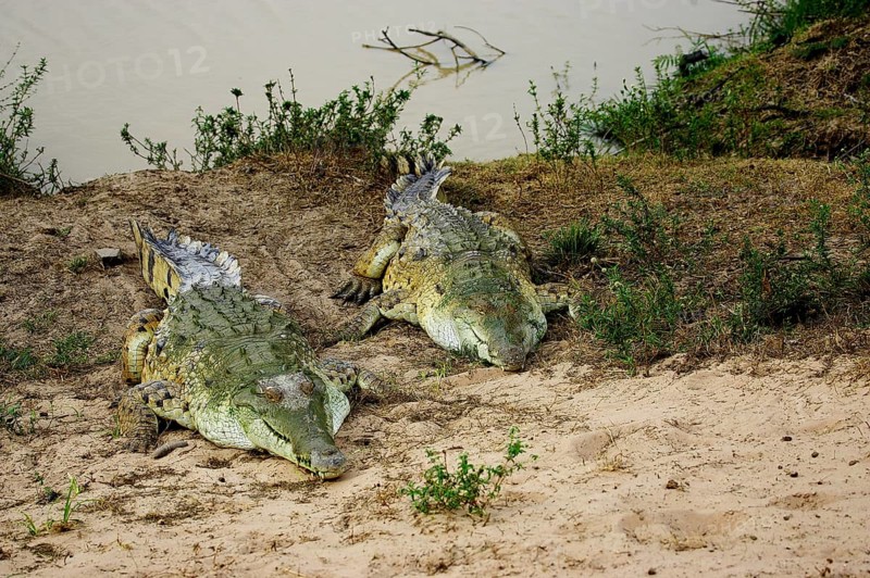 Orinoco Crocodile