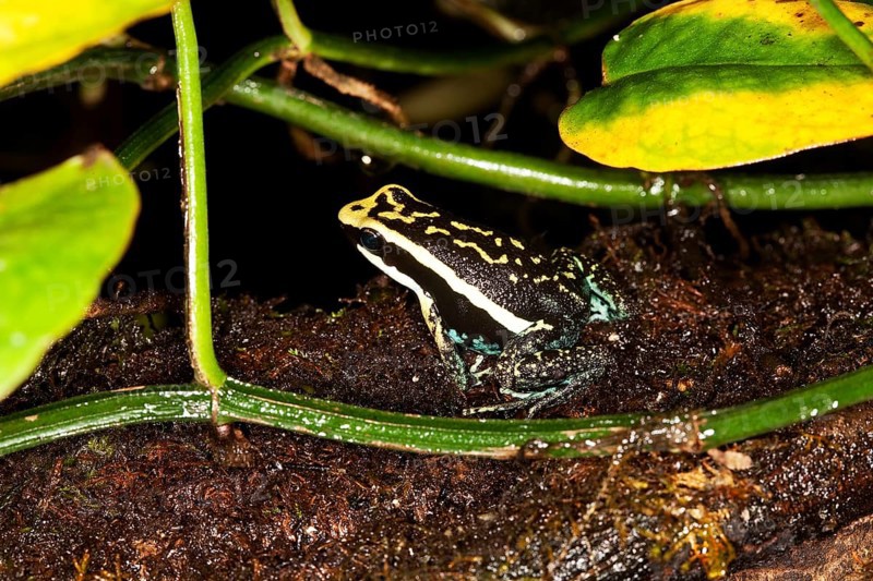 PLEASING POISON FROG epipedobates bassleri