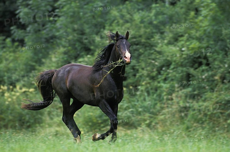 SHAGYA HORSE