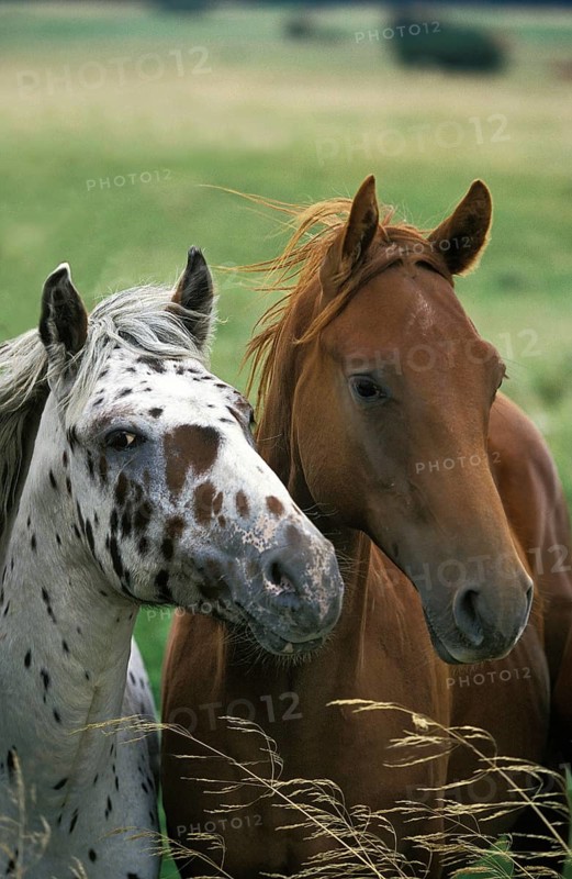 Paint Horse