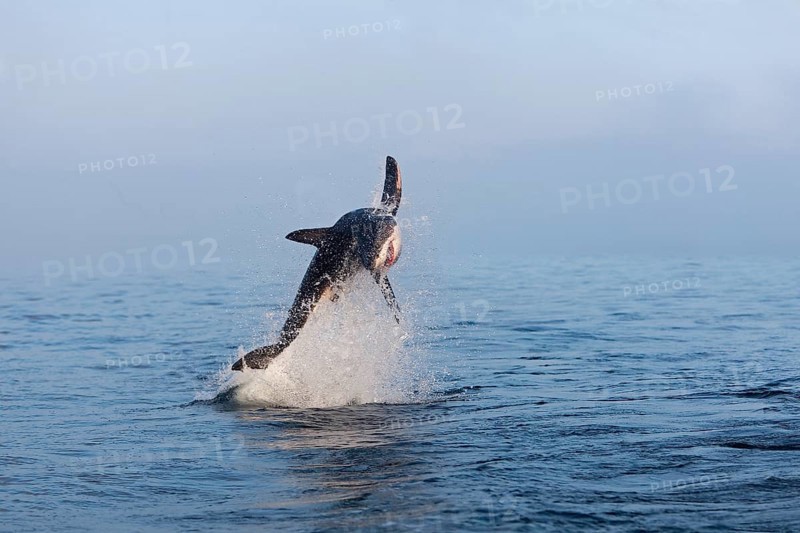Great white shark