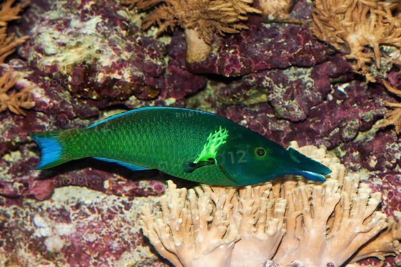 Green bird wrasse