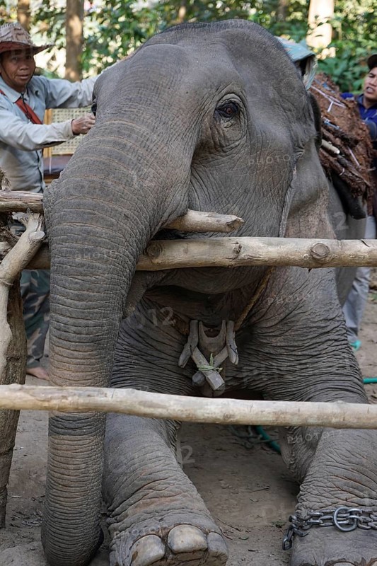 Elephant and Mahout